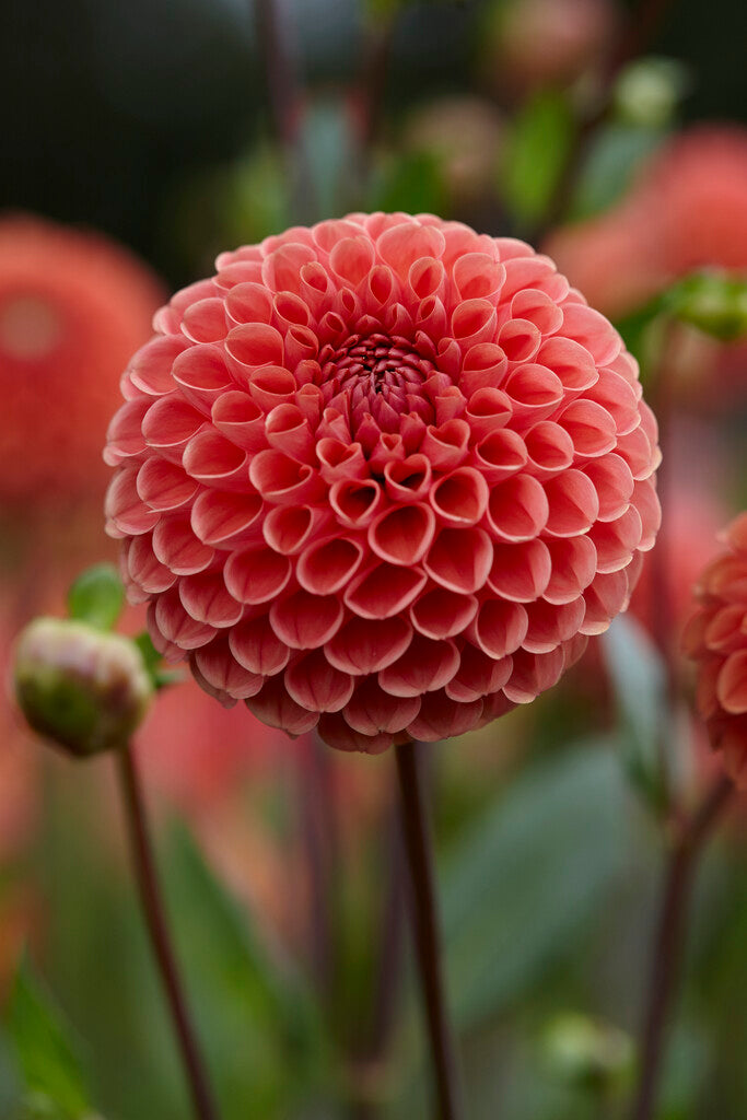 Dahlia Pompon Cornel Brons 1-pack